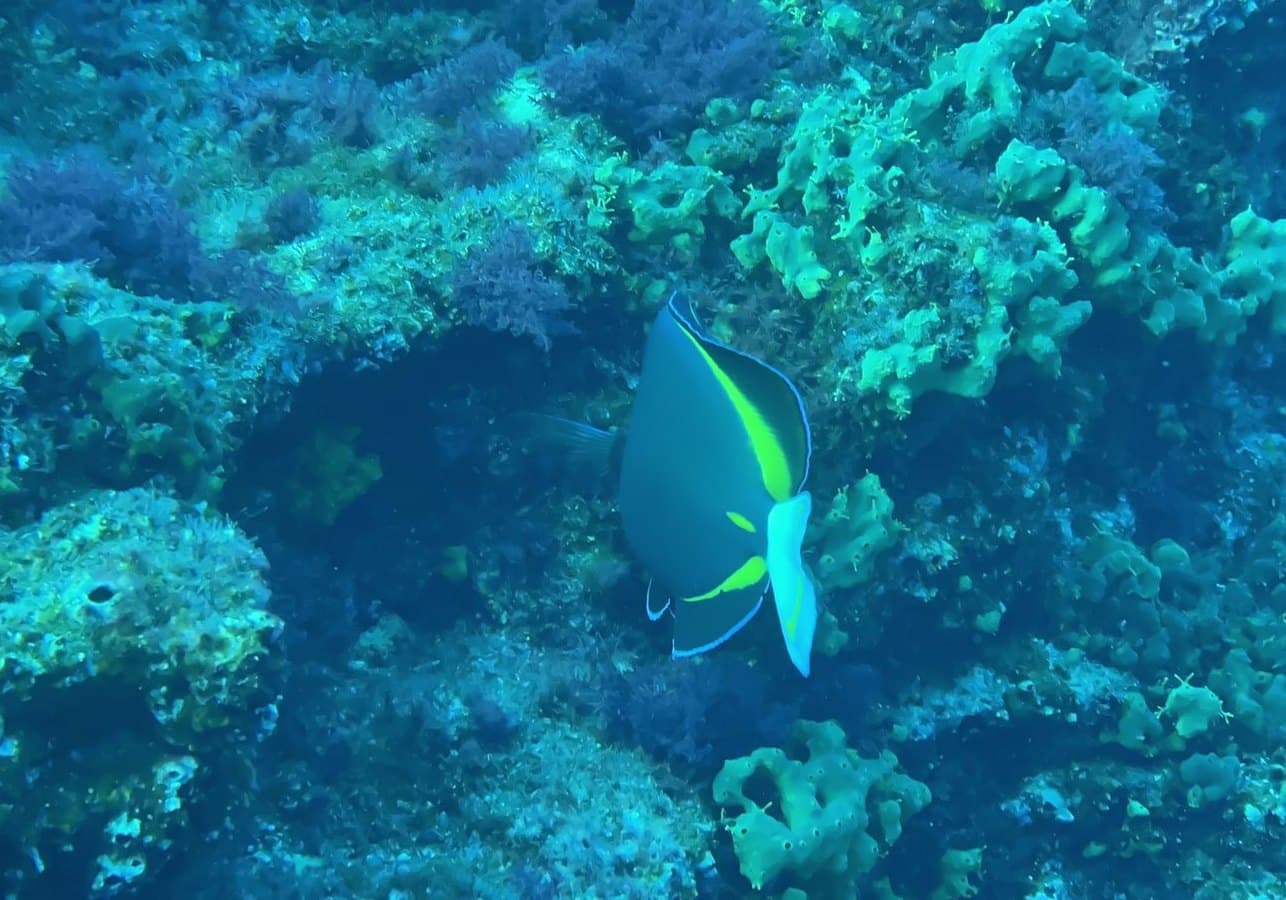 The original underwater photo, blue-green from the water